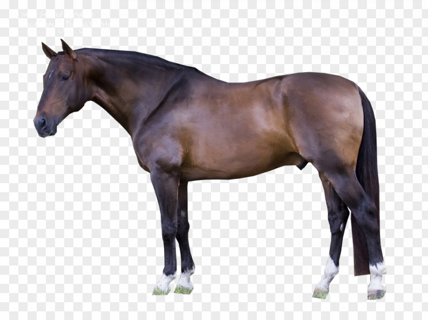 American Quarter Horse Paint Tack Roan Black PNG