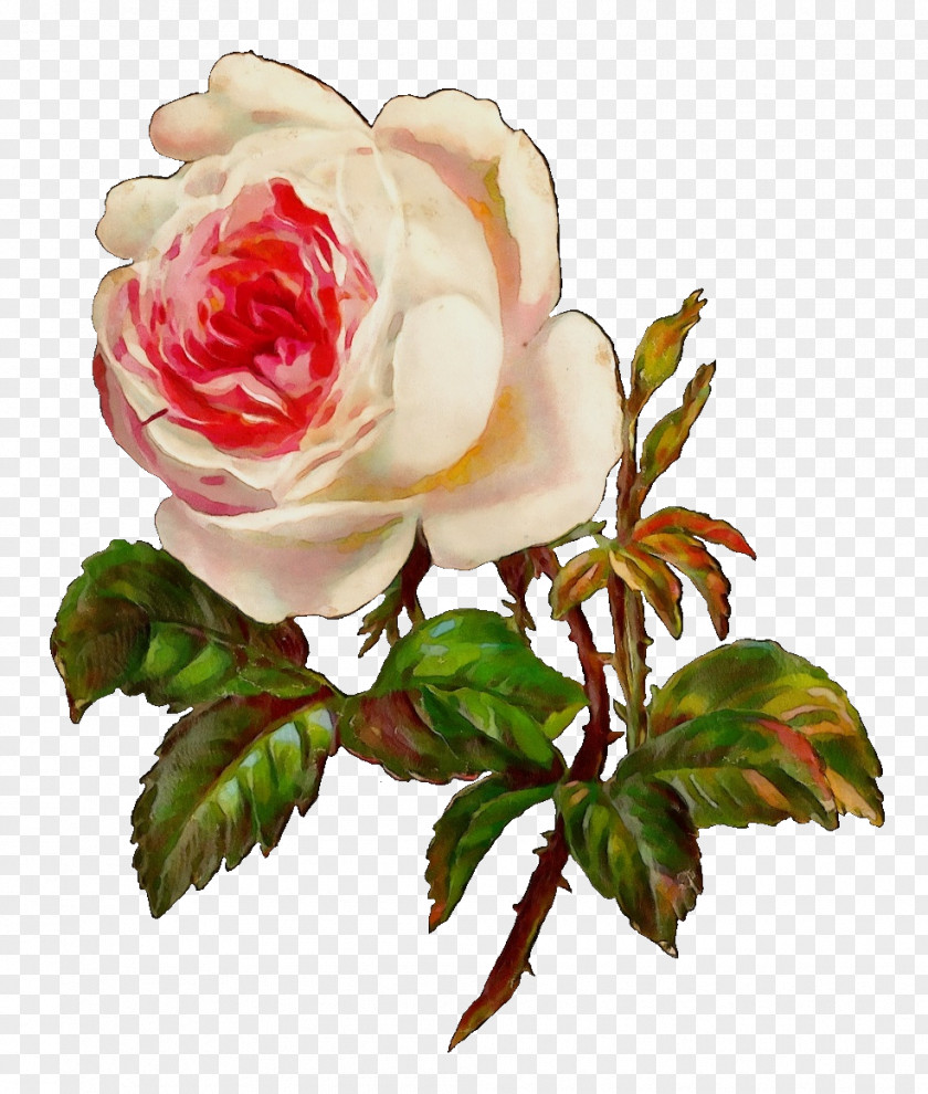 Artificial Flower Japanese Camellia Watercolor Pink Flowers PNG