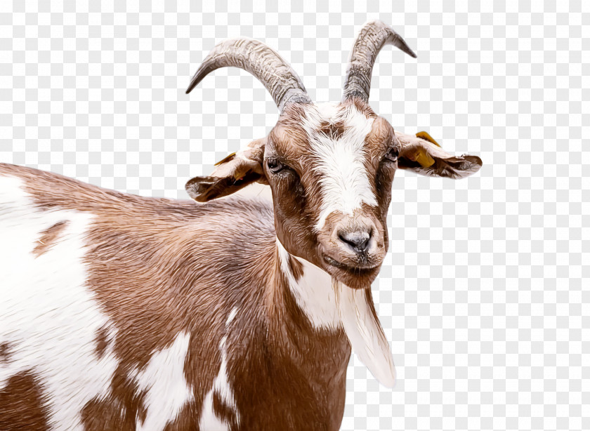 Goat Feral Snout PNG