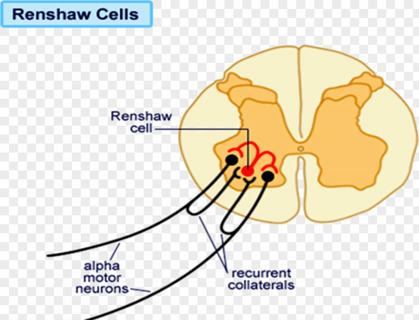 Medical Cells Renshaw Cell Motor Neuron Negative Feedback PNG