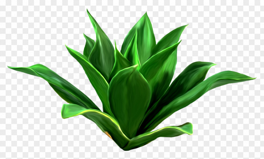 Plant Leaf Download Seagrass Clip Art PNG