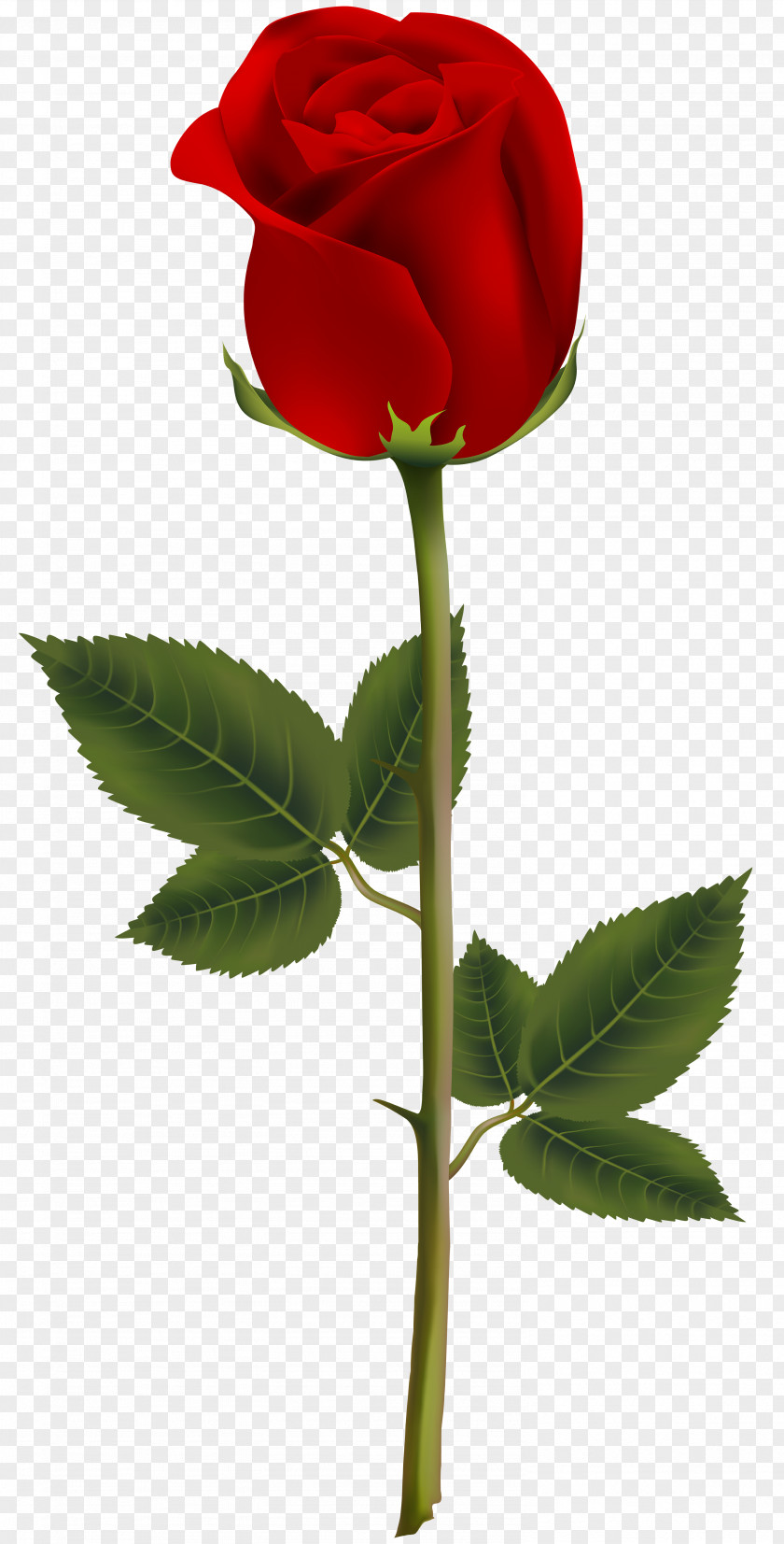 Redrose Pennant Black Rose Clip Art Image PNG
