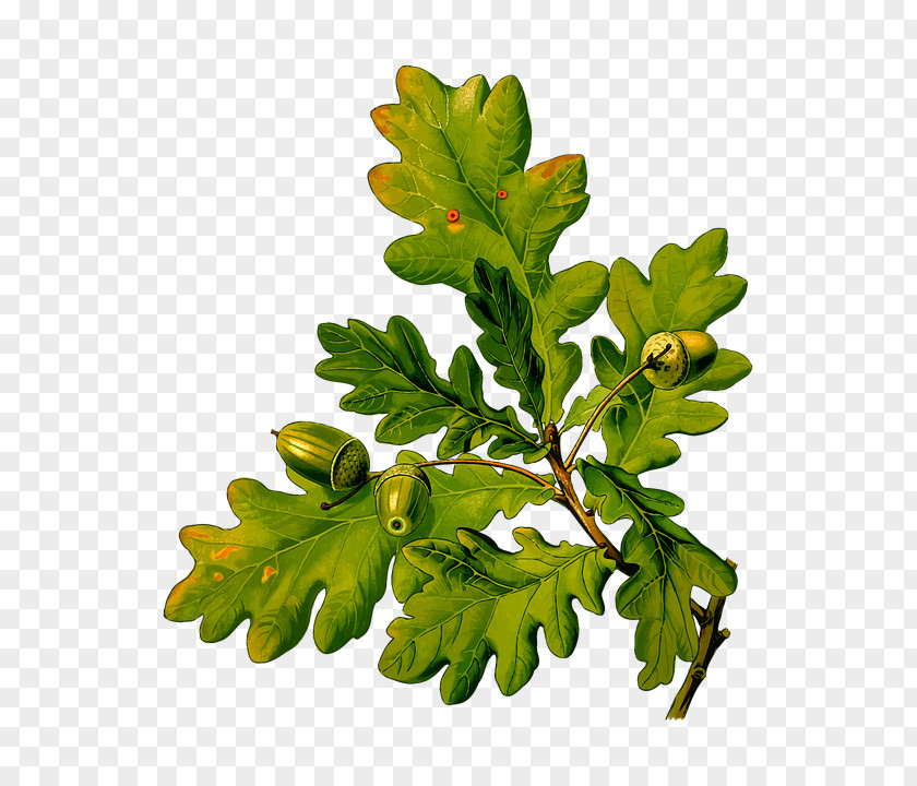 Acorn English Oak Köhler's Medicinal Plants Sessile Quercus Cerris PNG