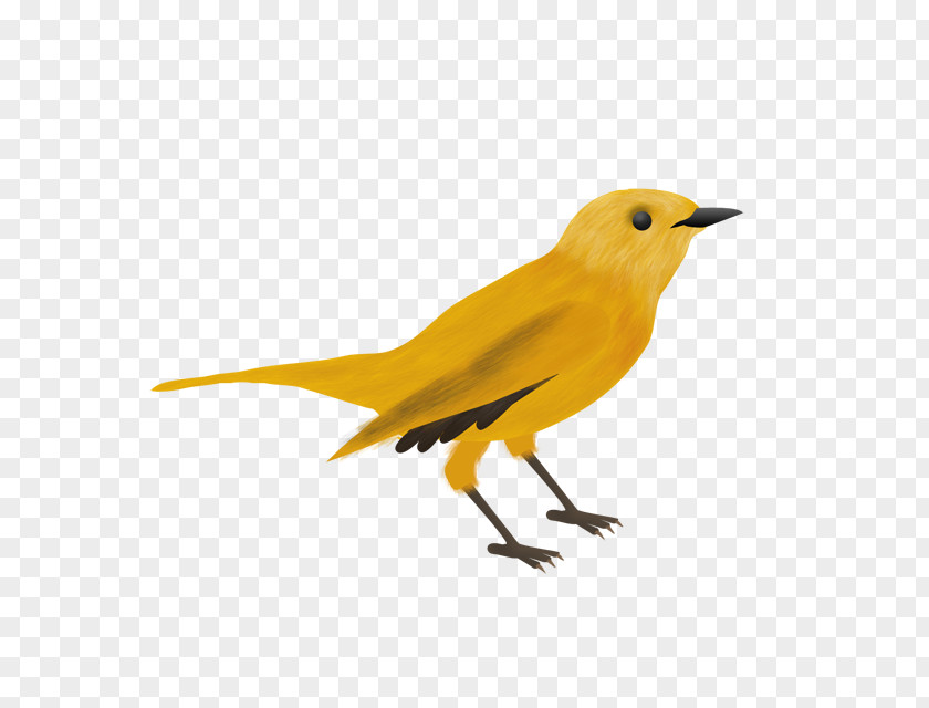 Bird Eurasian Golden Oriole Domestic Canary Drawing Animaatio PNG