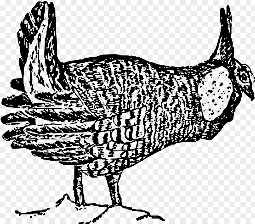 Chicken Greater Prairie Bird Drawing PNG