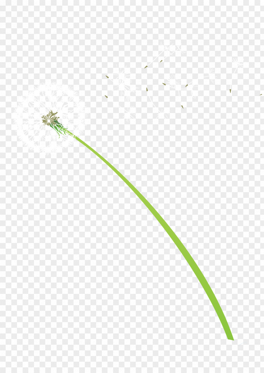 Dandelion Line Angle Point Pattern PNG