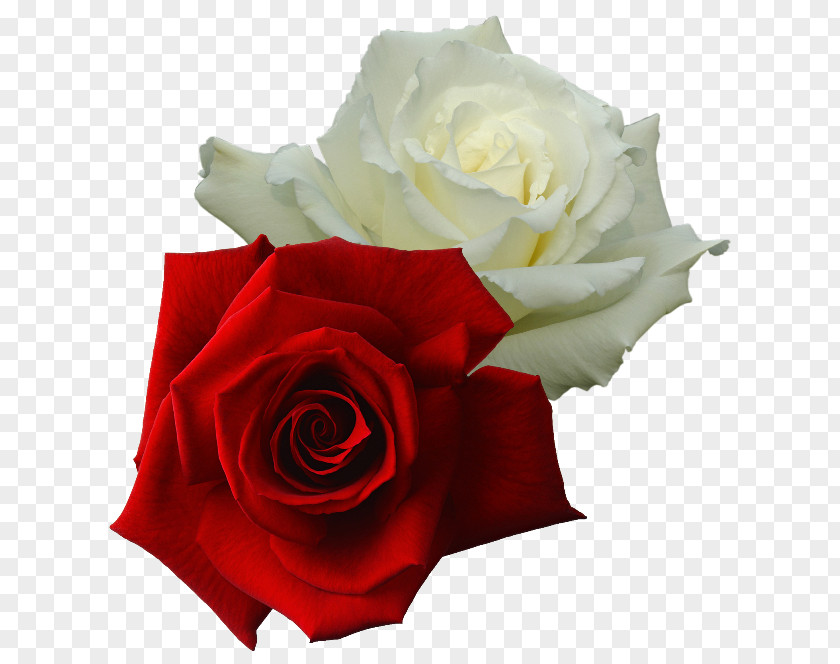玫瑰 Garden Roses White Rose Of York Red Damask PNG