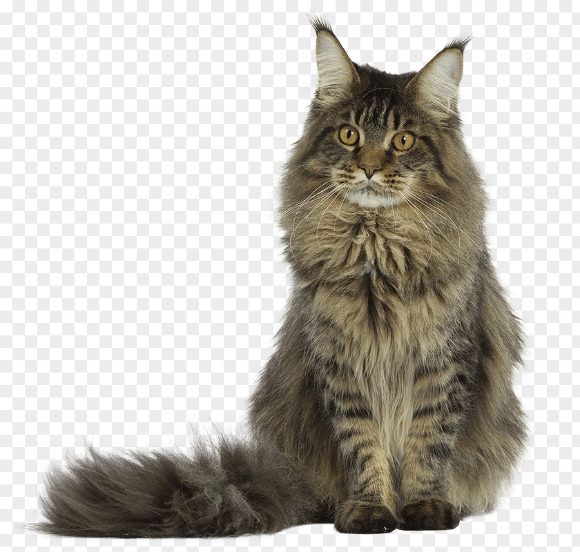 Maine Coon Kedi Il Gatto Persian Cat Siberian Exotic Shorthair PNG