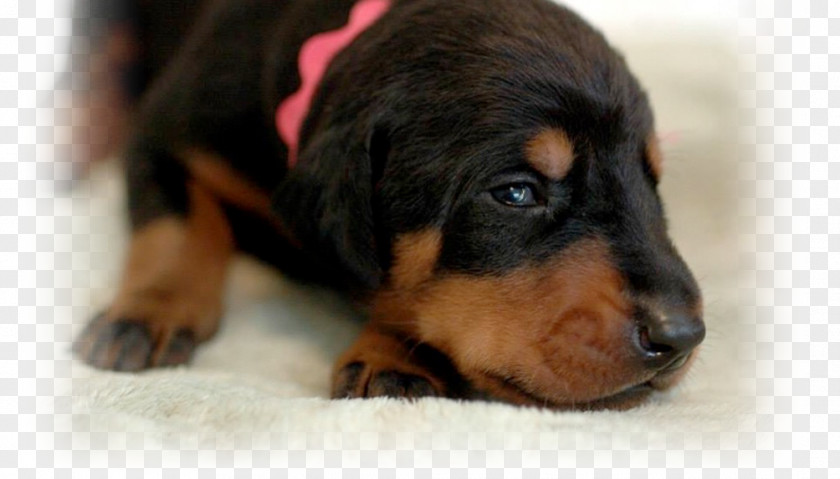 Puppy Dog Breed Black And Tan Coonhound Smaland Hound Polish Hunting PNG