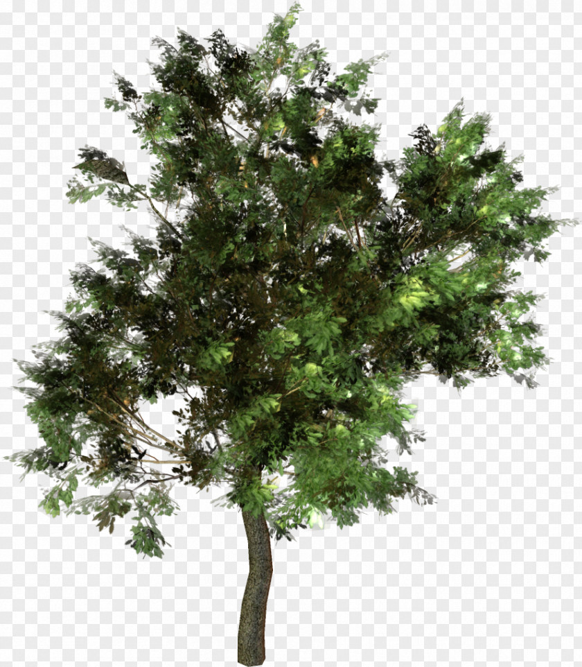 Tree Branch Pinus Taeda Western Yellow Pine Conifer Cone PNG