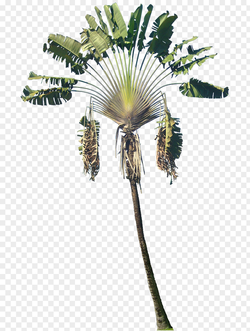 Tropical Plant Arecaceae Ravenala Madagascariensis Phanera Purpurea Tree PNG