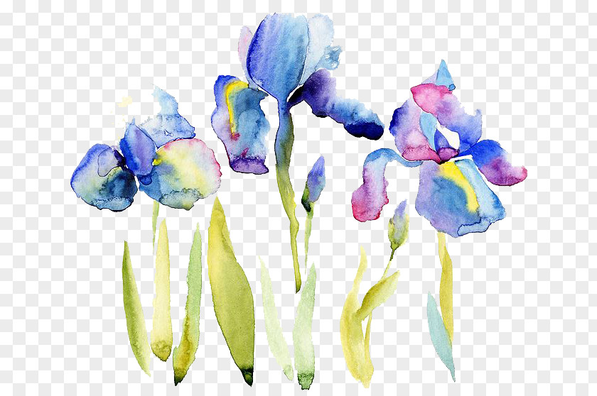 Watercolor Flowers Painting Drawing Illustration PNG