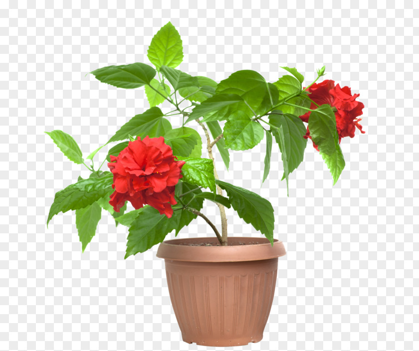 Flower Cut Flowers Shoeblackplant Flowerpot Houseplant PNG