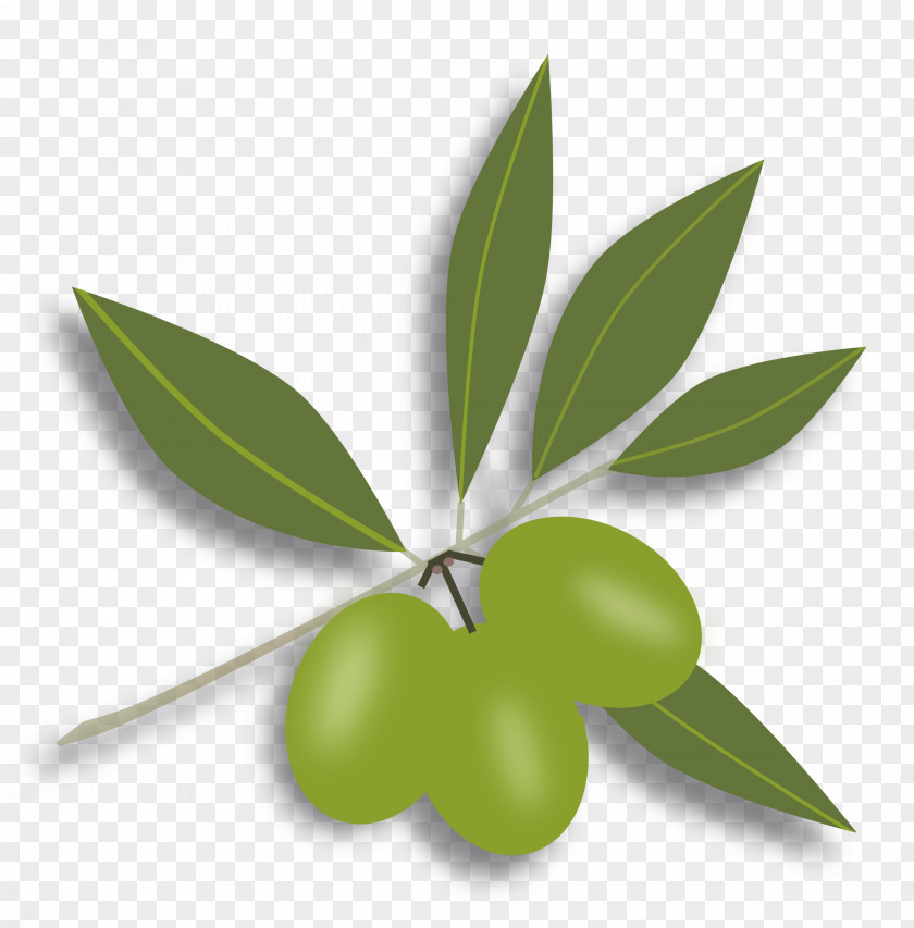 Olives Available In Different Size Olive Free Content Clip Art PNG