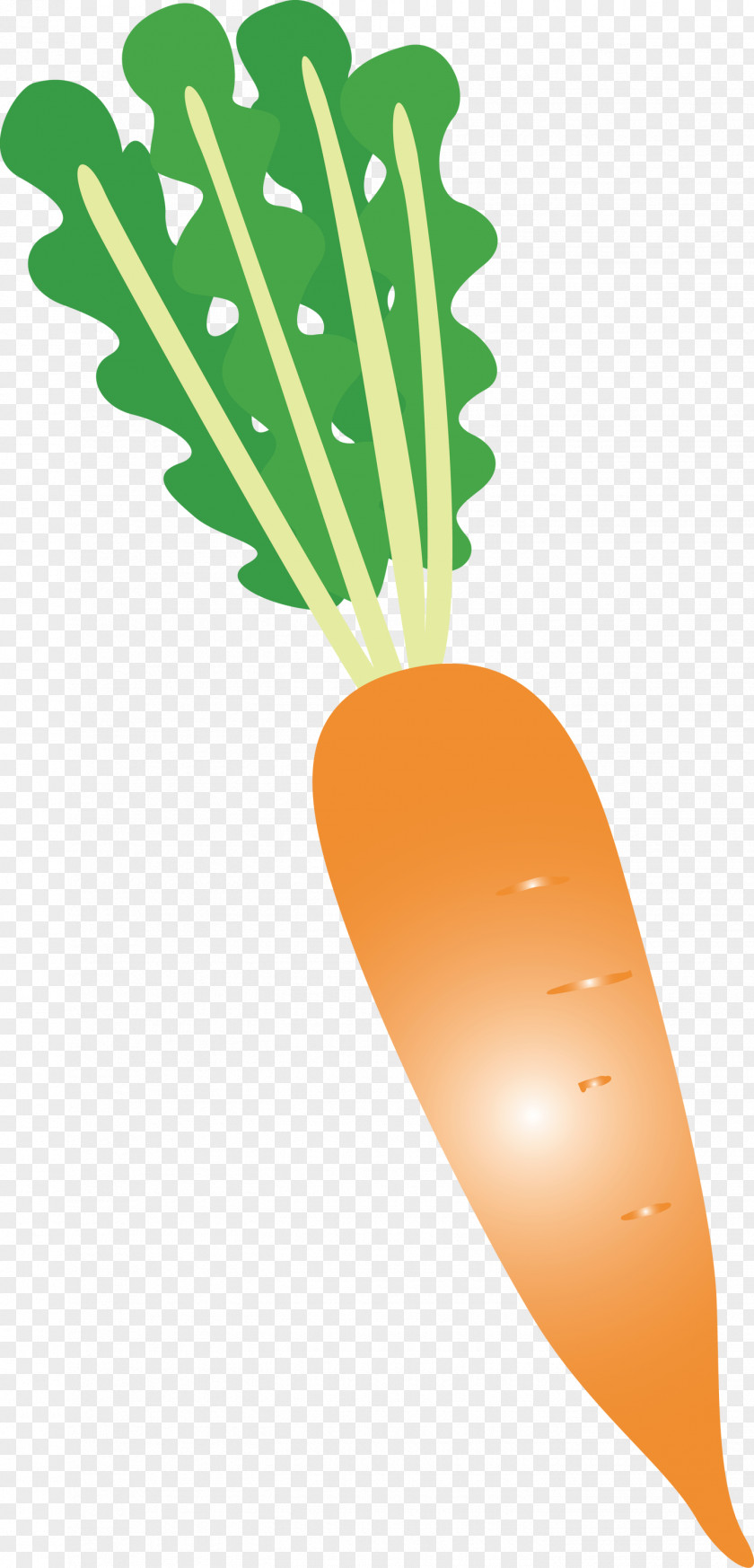 Radish PNG