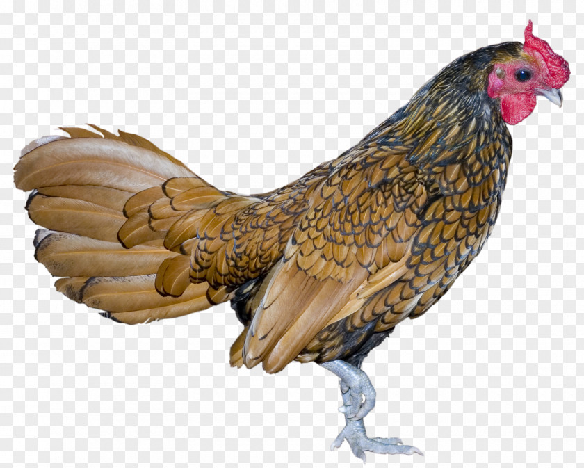 Rooster Bird Chicken PNG
