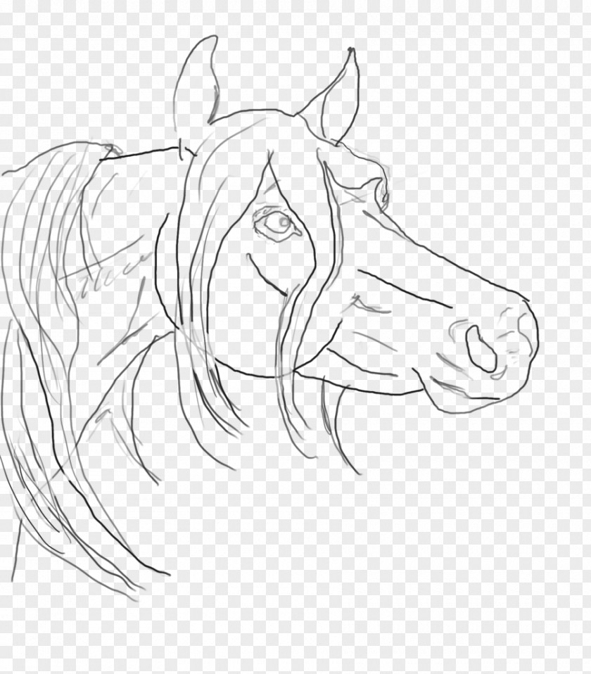 Arabian Horse Head Line Art Drawing Sketch PNG