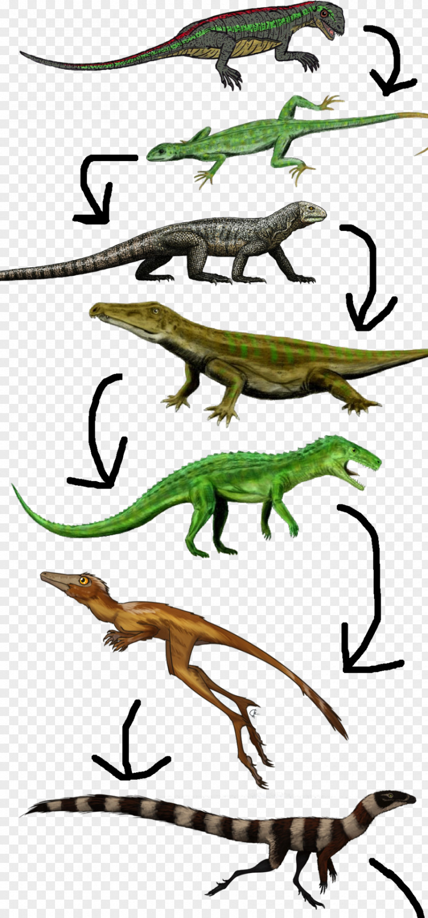 Charles Darwin Animals Lizard Clip Art Illustration Amphibians Fauna PNG