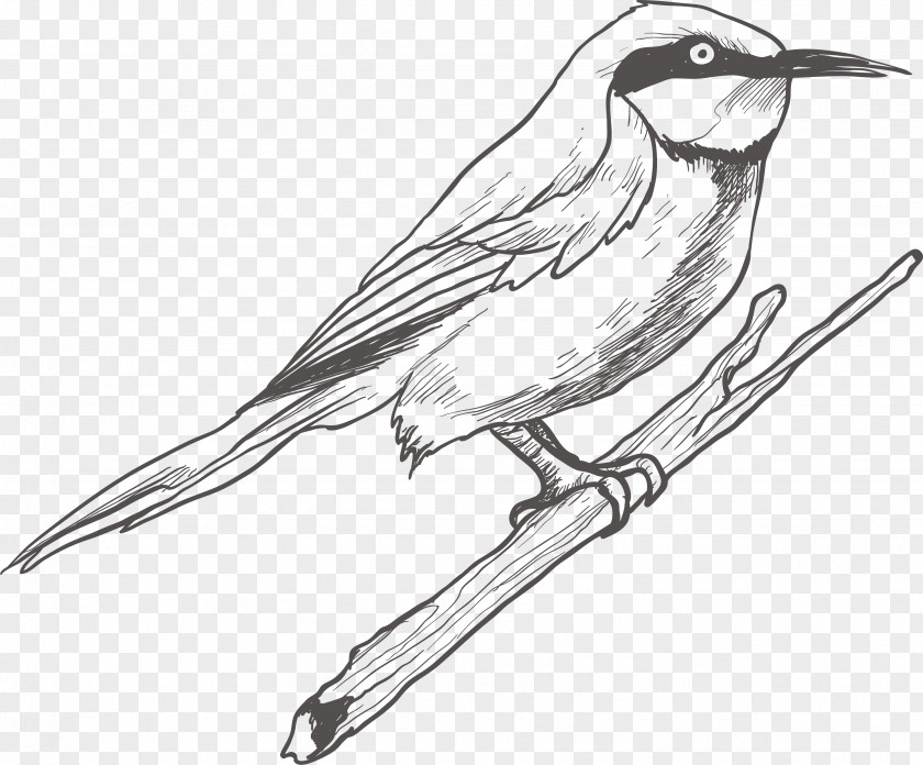 Sketch Bird Drawing PNG