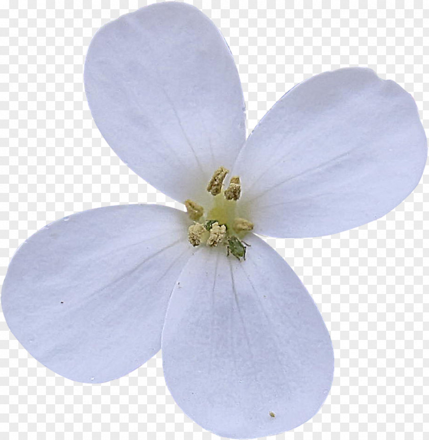 White Flower Clip Art PNG