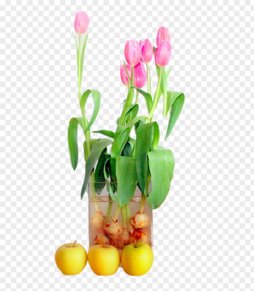 A Handful Of Tulips Tulip Saying Flower PNG