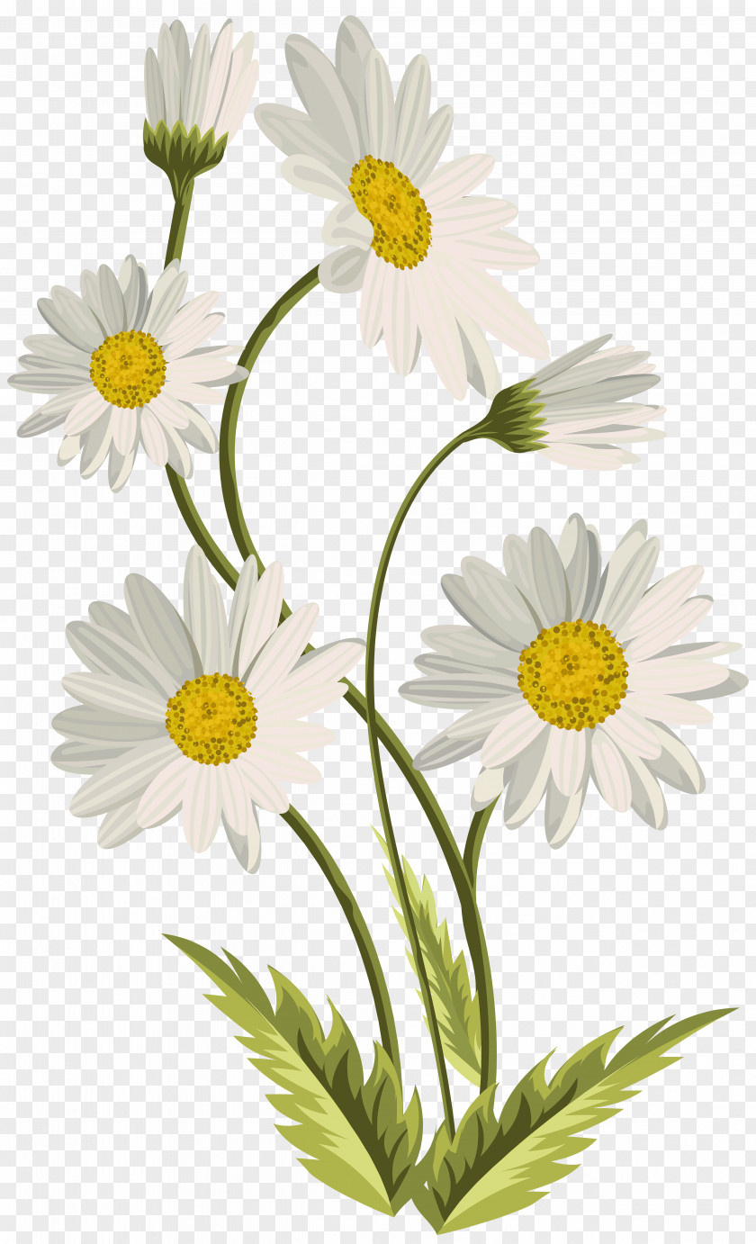 Daysies Common Daisy Art Clip PNG