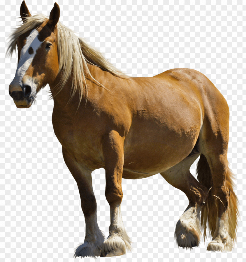 Horse Clydesdale Arabian Rocky Mountain Mustang Pony PNG