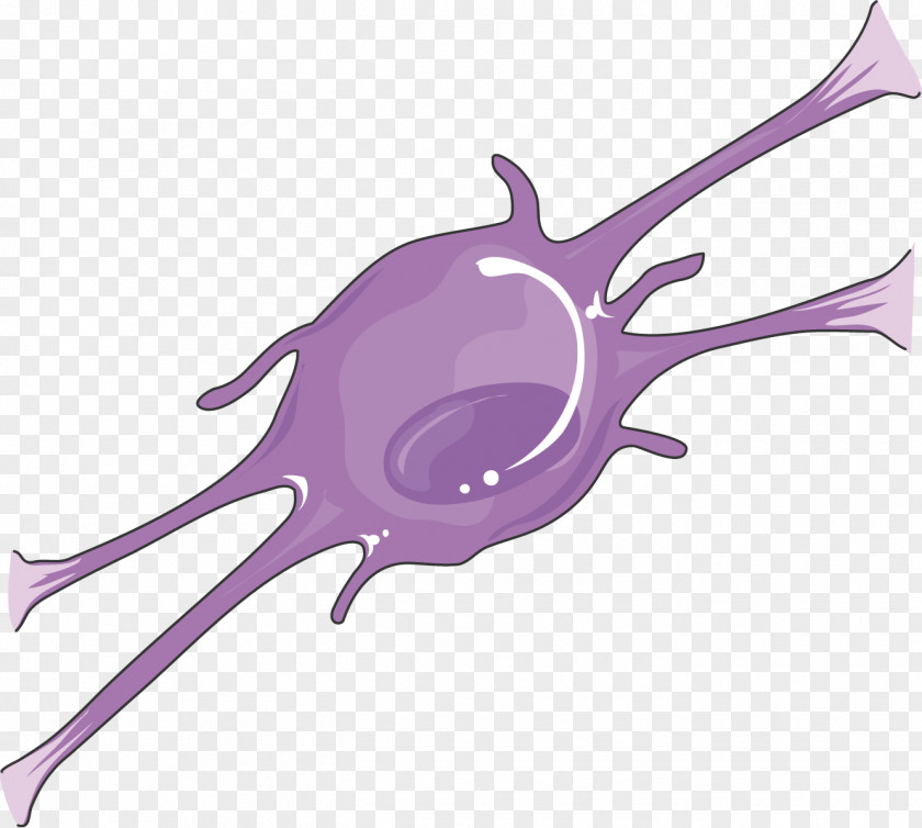 Oligodendrocyte Servier Medical Agy Neuron Clip Art PNG