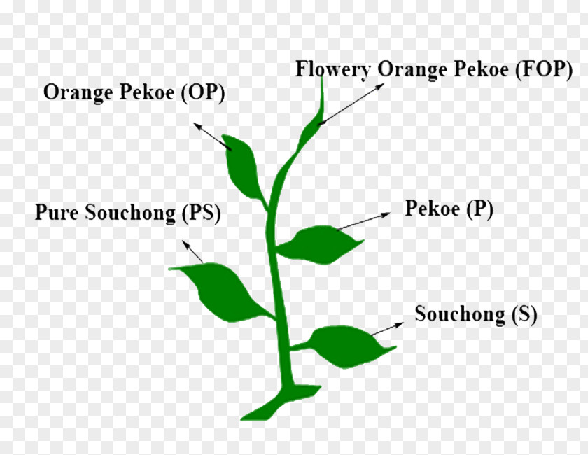 Rooibos Clip Art Logo Brand Leaf Plant Stem PNG