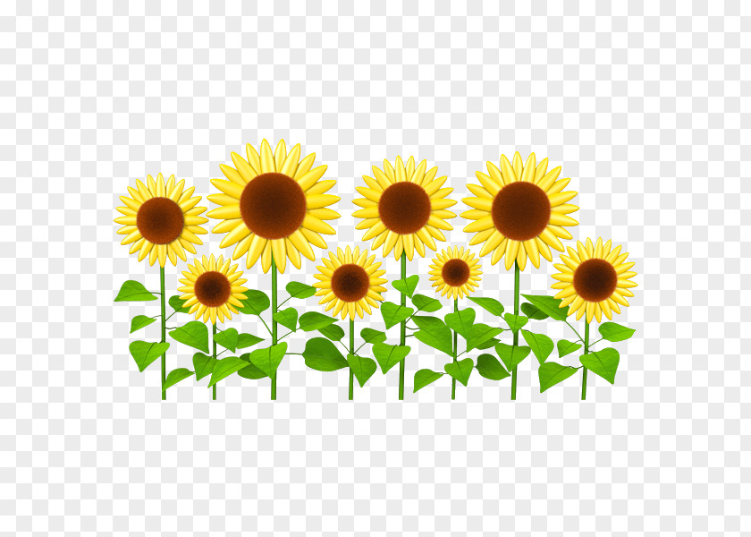 Sunflower Clipart Sticker Wall Decal Common Clip Art PNG