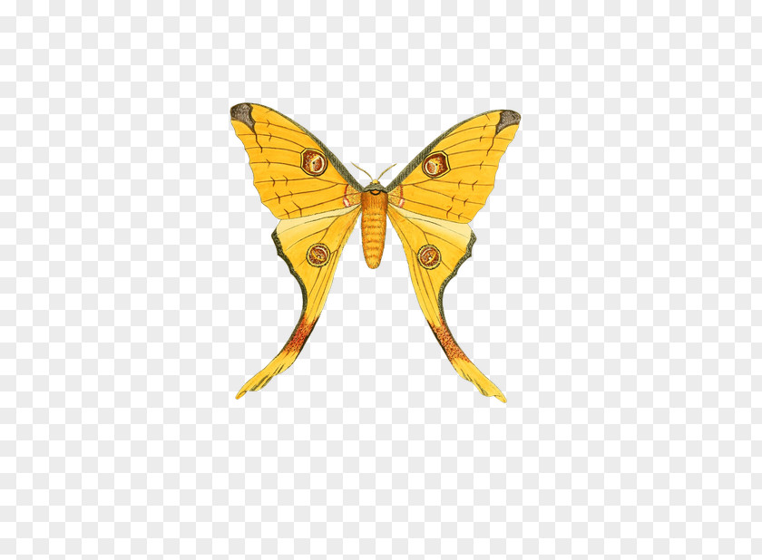 Butterfly Monarch Pieridae Insect Paper PNG