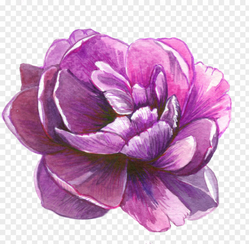 Crocus Peony Purple Watercolor Flower PNG