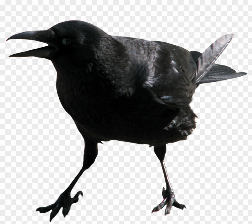 Crow American Common Raven Clip Art PNG