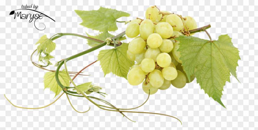 Grape Sultana Common Vine Seedless Fruit Juice PNG