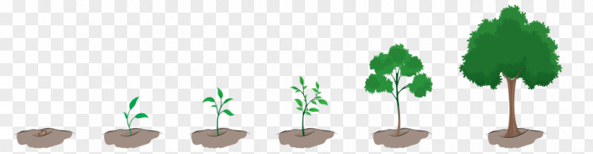 Plant GROWING Tree Branch Information PNG