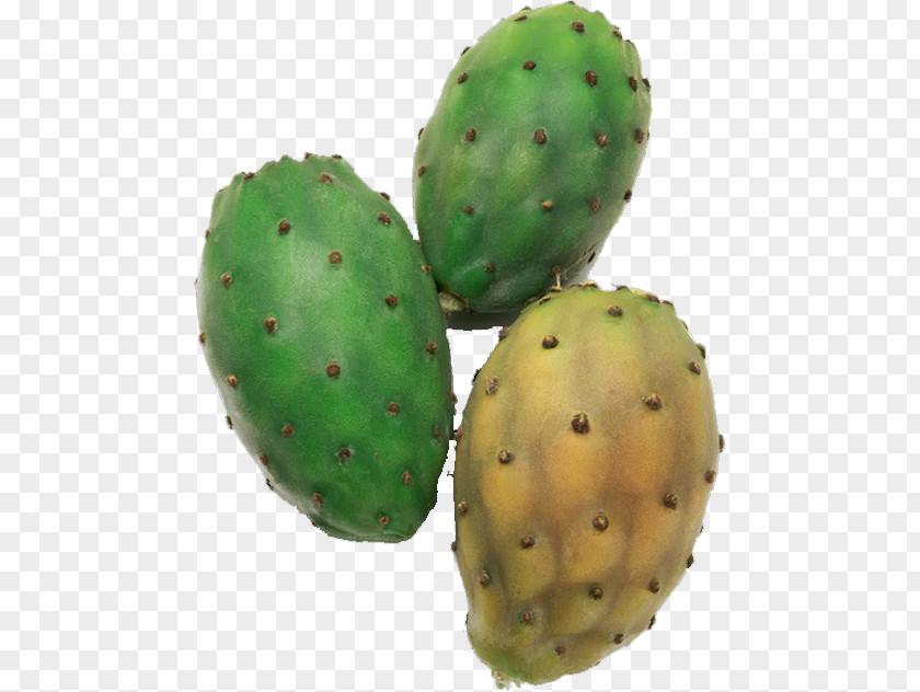 Prickly Pear Barbary Fig Eastern Nopalito PNG