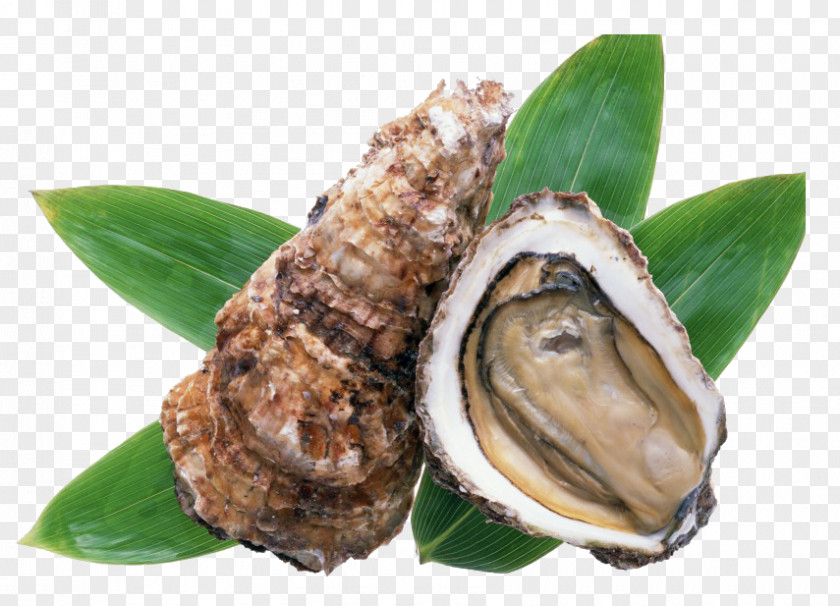 Seafood Shellfish Food Oyster Kakigoya Hinase Ostreidae PNG