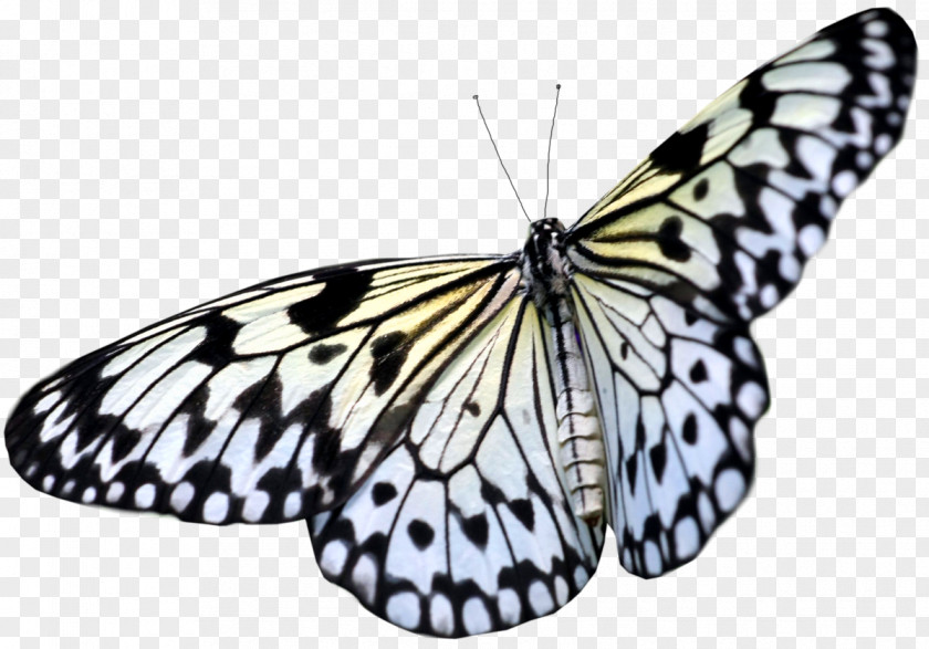 Large White Transparent Butterfly Clipart Greta Oto Light Reflection Wing PNG