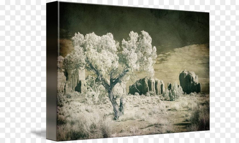 Monument Valley Painting Picture Frames Tree Winter PNG