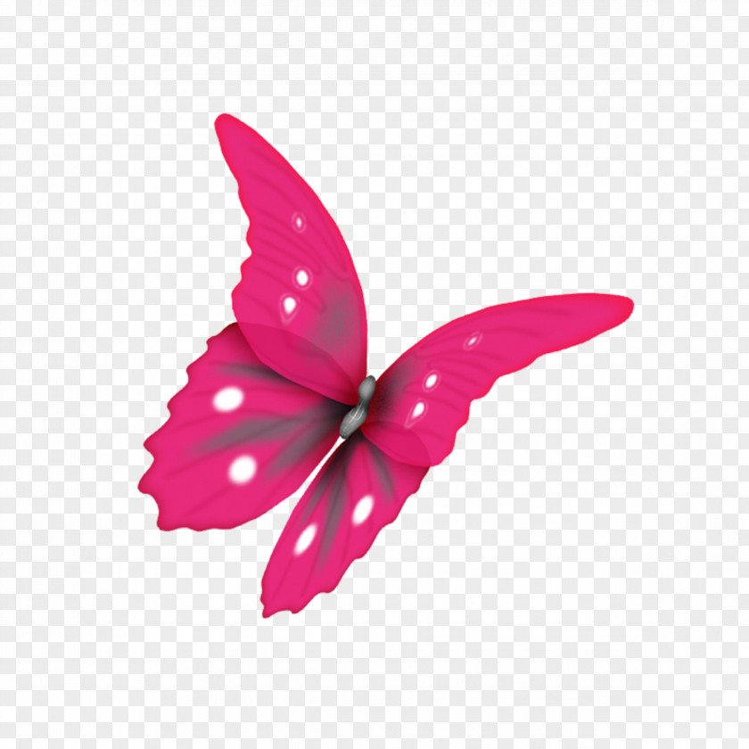 Pink Butterfly Moth PhotoScape PNG