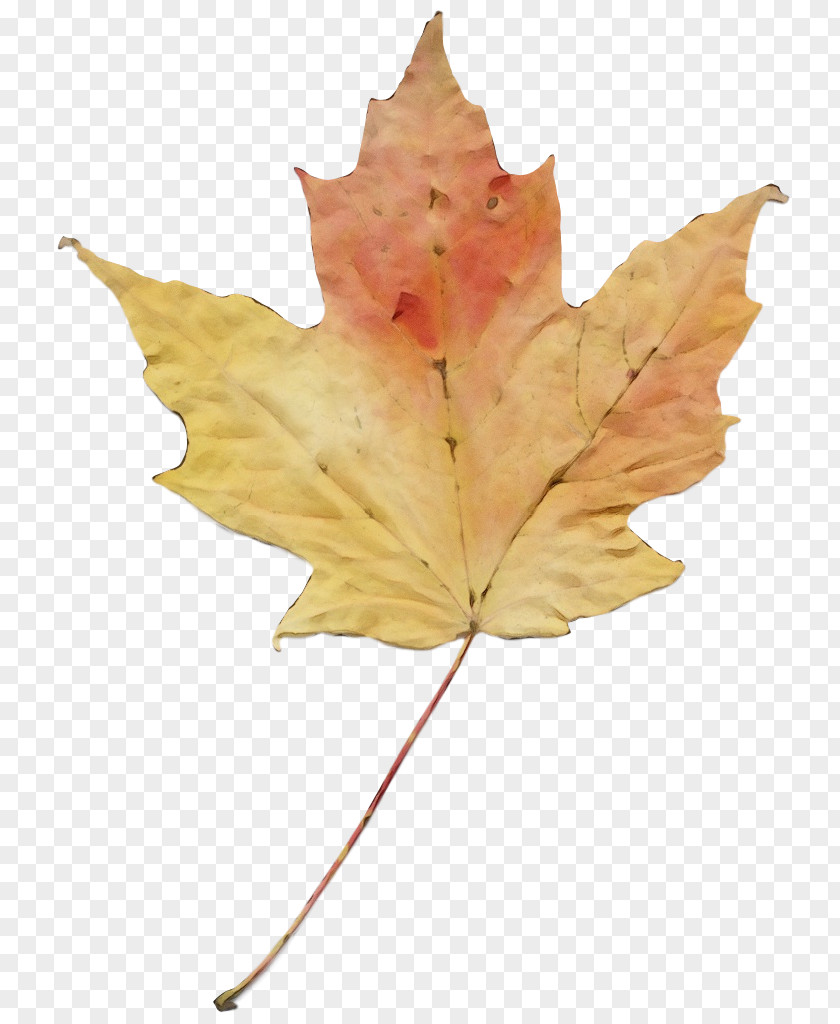 Planetree Family Maple Leaf PNG