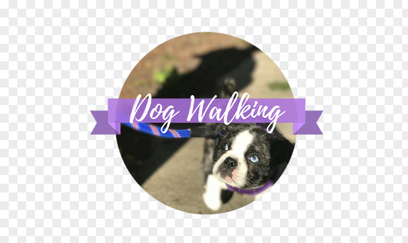 Puppy Boston Terrier Dog Breed Non-sporting Group Training PNG