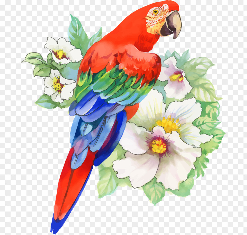 Bird Parrot Drawing Watercolor Painting PNG