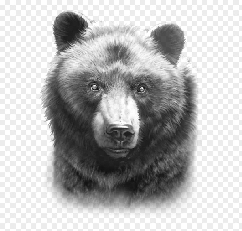 Black Bear Family Drawing Grizzly American Paper PNG