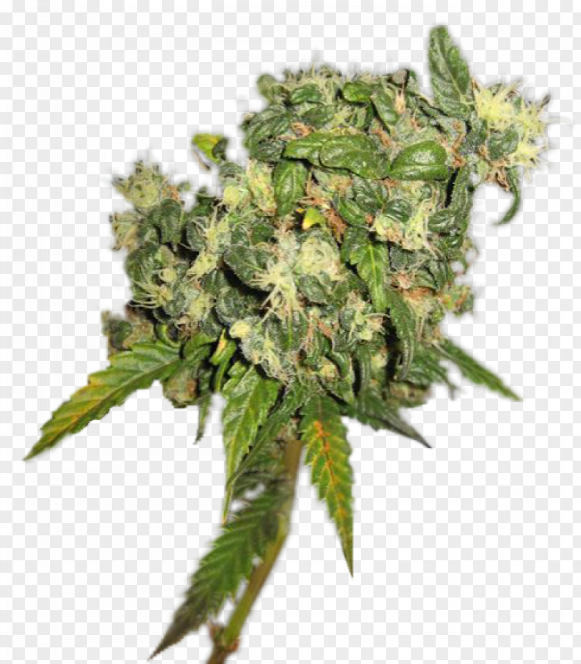 Cannabis PNG