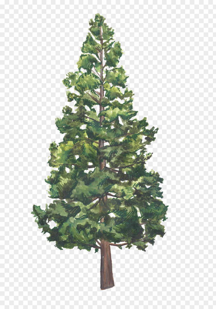 Christmas Tree Spruce Day Ornament PNG