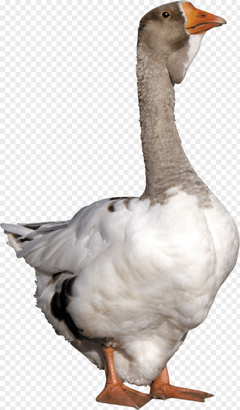Goose Image Duck PNG