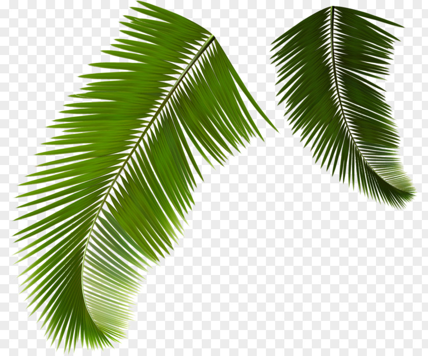 Green Coconut Leaves Arecaceae Leaf Frond PNG