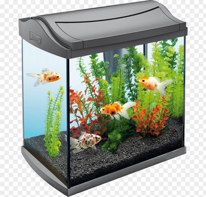 Automatically Changing The Water Tank Aquarium Tetra Coldwater Fish Pet PNG