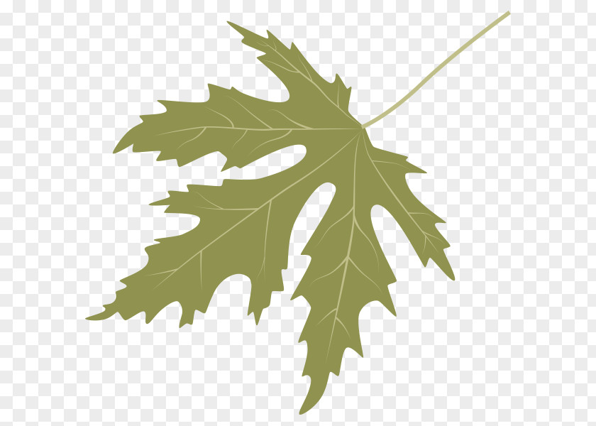 Dinosaur Planet Tree Sweetgum Maple Leaf PNG